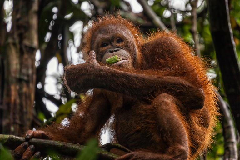 Where To See Orangutans in Borneo: The Best Places For Wild Orangutans